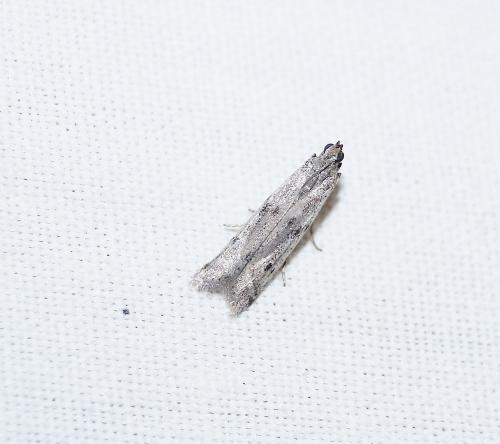 Réf. 190 311 : Phycitodes sp.